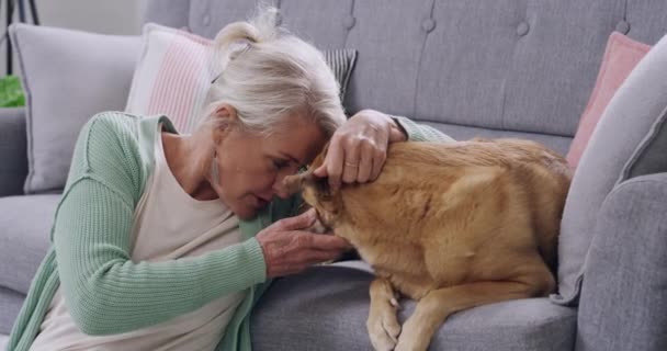 在家里的客厅里 一个可爱的老年女人和她的狗在一起 无忧无虑的成熟宠物爱好者 灰白的头发 一边笑着一边爱抚她的狗 一边享受她的闲暇时光和退休生活 — 图库视频影像