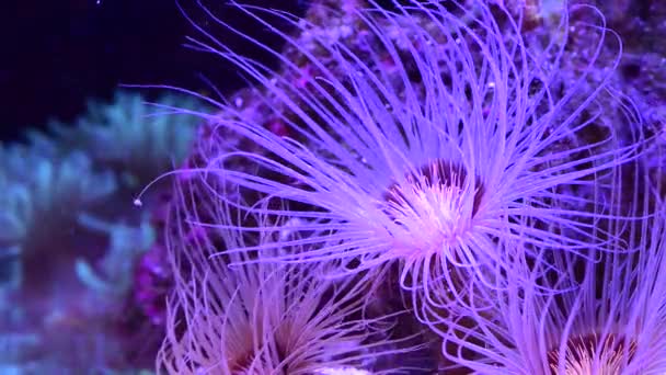 Purple Flowers Underwater Coral Reef Vibrant Pink Neon Sea Anemones — Wideo stockowe