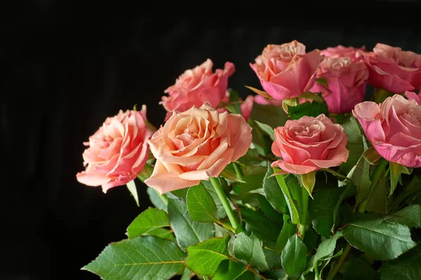 Rosas Rosadas Que Crecen Sobre Fondo Negro Con Copyspace Primer — Foto de Stock