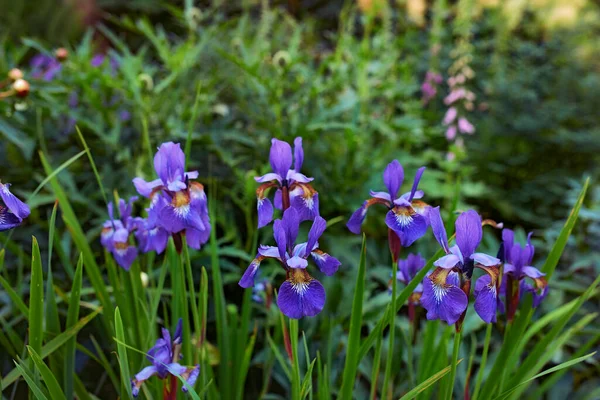 Purple iris flowers growing in a botanical garden outdoors during spring. Scenic landscape of plants with vibrant colourful petals blossoming in nature. Scenic landscape of beautiful blooms in nature.