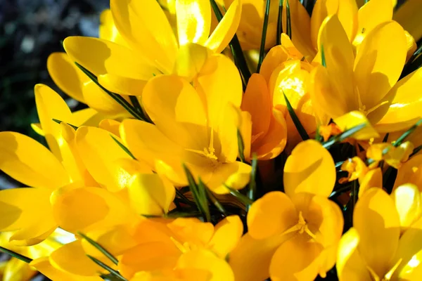 Zbliżenie Żółtego Bukietu Kwiatów Krokusa Wiele Jasnych Krokusowy Smak Kwiatowym — Zdjęcie stockowe