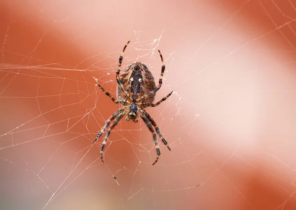 Closeup of a spider in a web from below, isolated against a white orange background. Striped brown and black walnut orb weaver Spider. The nuctenea umbratica is an arachnid from the araneidae family