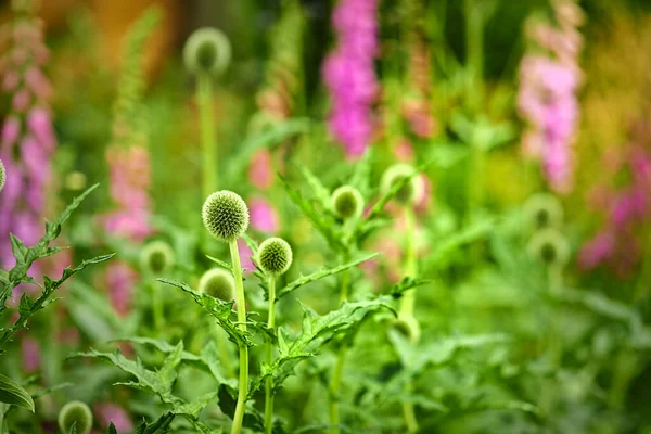 Green Globe Thistle flowers blossoming in a park in nature. Echinops growing and blooming in a field in summer. Beautiful stalwart perennials budding in a garden. Wild plants growing in a meadow.