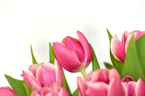 Egy Csapat Fehér Alapon Izolált Tulipán Közelsége Virágcsokor Illatos Fényes — Stock Fotó