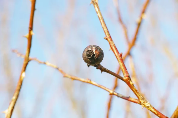 Branches in winter with dried fruit hanging on a leafless tree. Single Pomegranate hanging on a branch or twig against a blue sky background. Dried out fruit rotting on a bare tree in springtime.