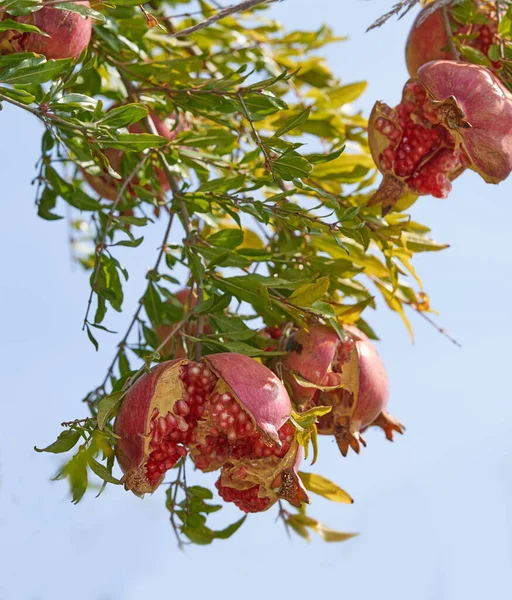 Großaufnahme Eines Reifen Granatapfels Der Einem Zweig Garten Hängt Während — Stockfoto