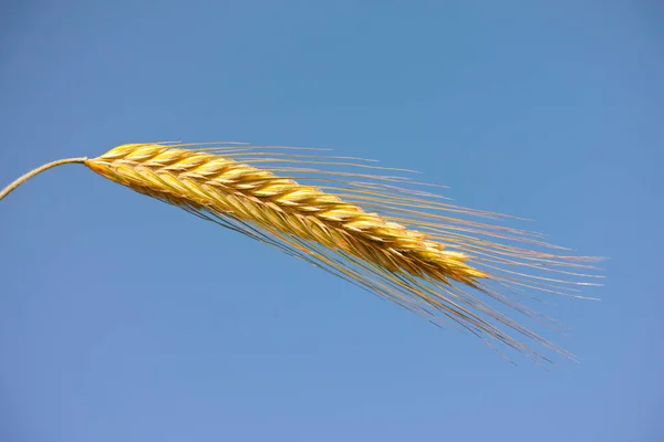 Closeup Head Wheat Blue Sky Farming Produce Clear Background Ear — Stock Photo, Image