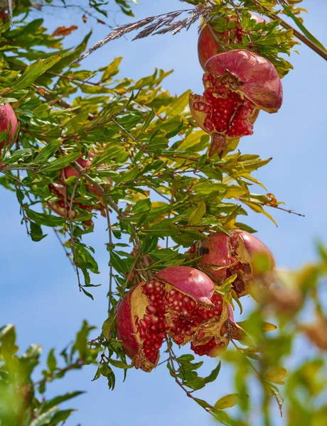 Großaufnahme Eines Reifen Granatapfels Der Einem Zweig Garten Hängt Während — Stockfoto