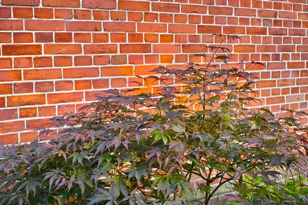 Red brick wall background with flowers. Bush climbing flower on a brick wall background, artificial flowers dcor. Besides of home flower garden. Portrait image of plants and flowers