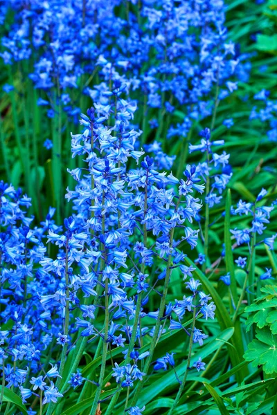 Bluebell Scilla Siberica Flores Azuis Planta Paisagem Popular Pode Ser — Fotografia de Stock