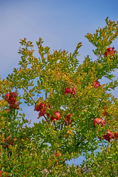 Ağacın Yakınındaki Yemyeşil Yapraklar Olgun Kırmızı Nar Meyveleri Mavi Gökyüzü — Stok fotoğraf