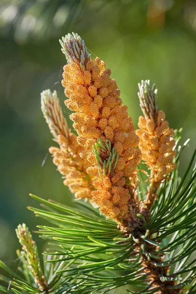 Gros Plan Pinus Masoniana Jaune Poussant Sur Pin Rouge Chinois — Photo