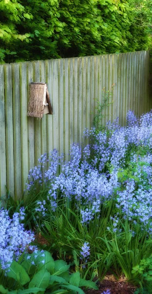 Widok Krajobrazu Bluebell Kwiaty Bujnym Lesie Lecie Niebieskie Rośliny Rosnące — Zdjęcie stockowe