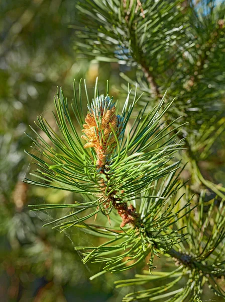 Closeup of a pine tree branch growing in a nature park or garden. Coniferous forest plant in spring on blur background. Pollen cone on the tip of a tree in summer. Indigenous Norway pine needle plant.