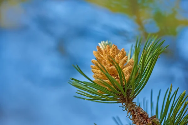 Close Planta Pinus Massoniana Amarela Crescendo Abeto Cedro Isolado Contra — Fotografia de Stock