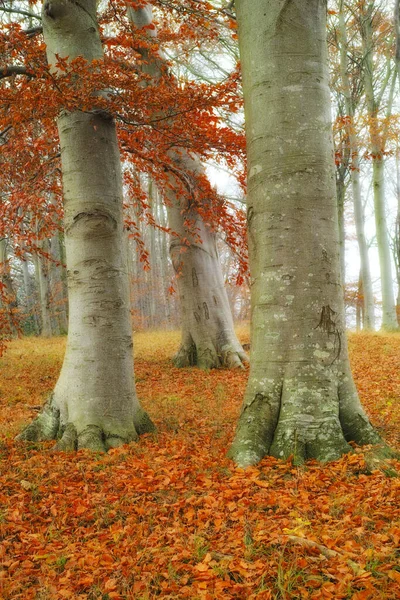 秋天的风景秀丽的森林 秋天的时候 地上五彩斑斓的金黄红叶 神秘的树林里的树木 在林地里 树干被落落的干叶环绕着 — 图库照片
