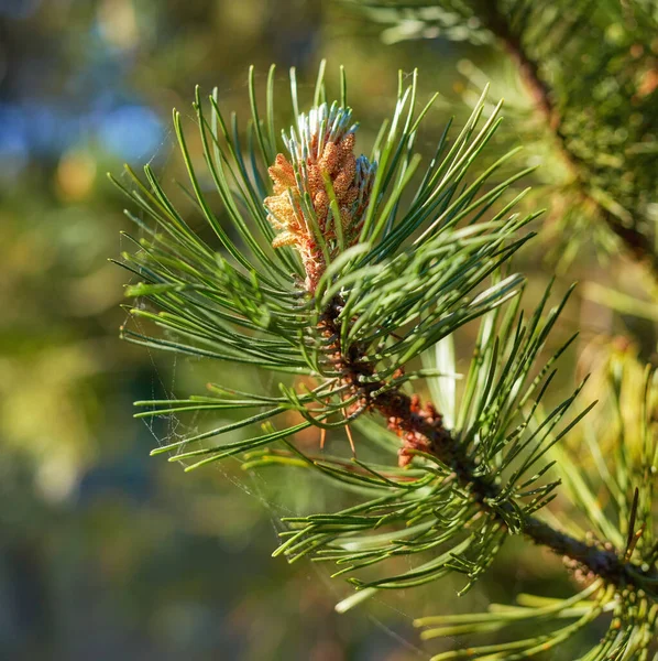 Scotch Pine Pinus Sylvestris Male Pollen Flowers Tree Growing Evergreen — Stock Photo, Image