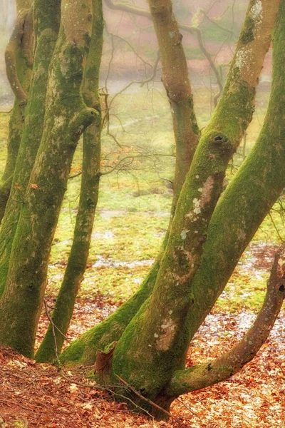 Sonbaharda Sisli Bir Soğuk Günde Ormanda Dışarıda Yaprakları Dökülen Büyük — Stok fotoğraf