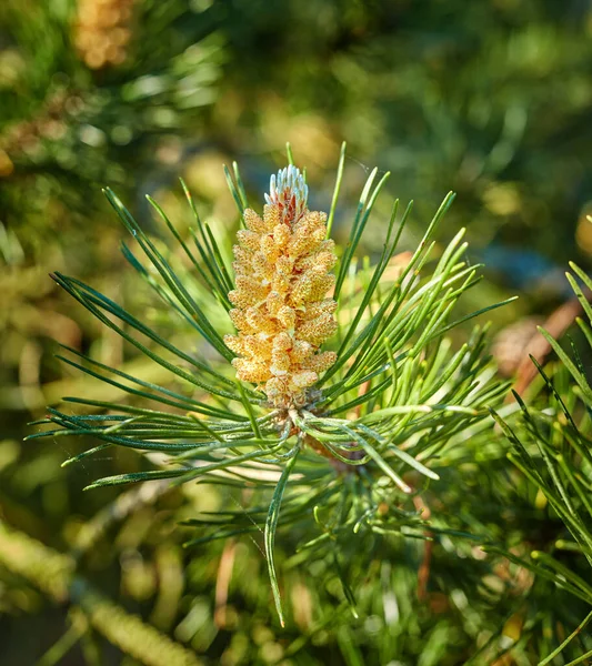 Closeup of a red pine tree branch growing in an evergreen boreal forest. Coniferous forest plant in spring on a sunny day against a blurred background. Norway pine needle indigenous to North America.