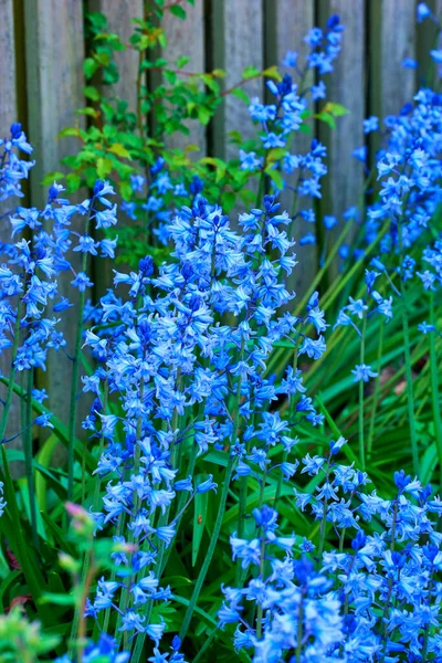 Bluebell Scilla Sibirica Blaue Blüten Landschaftspflanzen Können Invasiv Sein Squill — Stockfoto