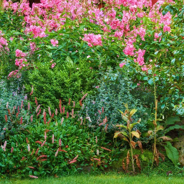 Giardino Colorato Invaso Con Varie Piante Cortile Verde Lussureggiante Con — Foto Stock