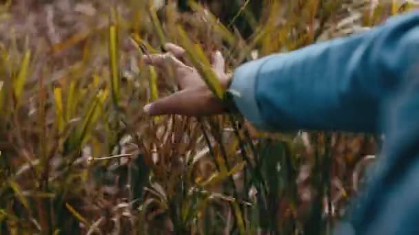 Primer Plano Una Mano Tocando Hierba Alta Mientras Camina Campo — Vídeos de Stock