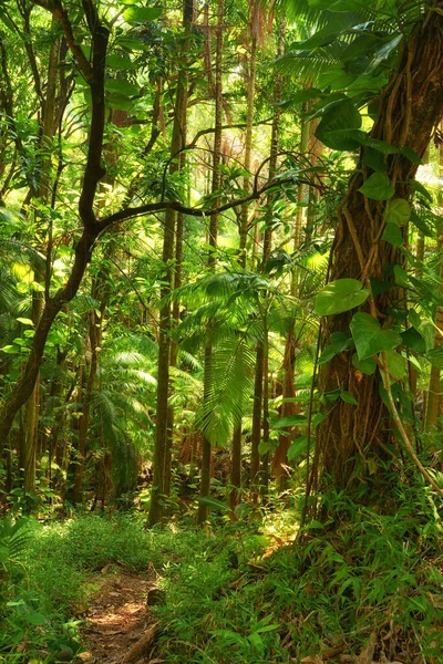 Деревья Зеленых Пышных Тропических Лесов Гавайях Сша Тропа Через Джунгли — стоковое фото