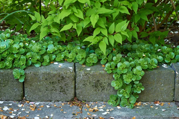 裏庭のコンクリートレンガの上に成長明るい緑の葉の閉鎖 自然公園内の歩道の横にある緑豊かな野生植物 セメント舗装に囲まれた活気のある葉 — ストック写真