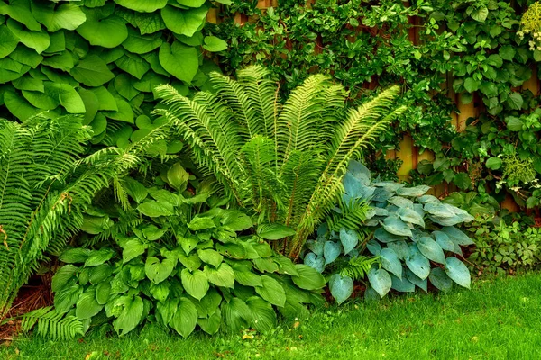 緑のシダの葉や植物は緑豊かな植物園や公園で太陽の下で成長し 春には屋外で新鮮な空気 鮮やかで葉の多いポリポジオフィータの種が自然界に咲く — ストック写真