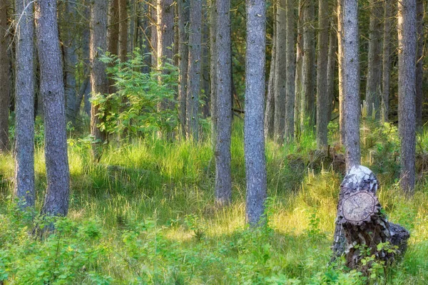 Landskap Tallstammar Skogen Med Frodigt Övervuxet Gräs Många Raka Tunna — Stockfoto