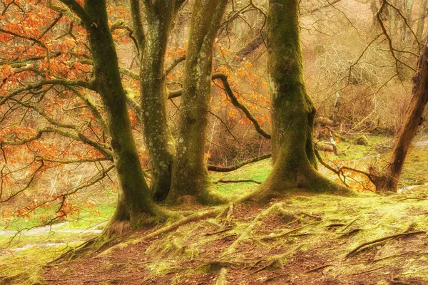 Árboles Haya Cubiertos Musgo Que Crecen Bosques Remotos Prados Campos — Foto de Stock