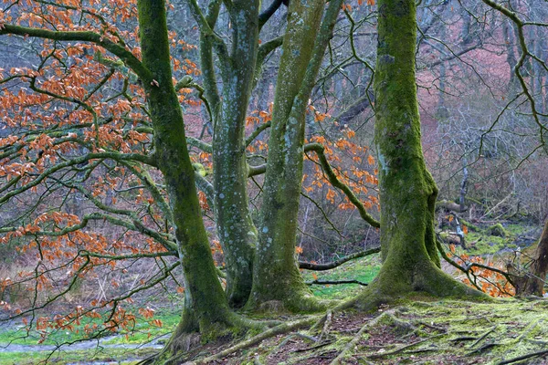 Trees with moss in a beautiful and magical forest. Trunk with roots protruding from the ground in woodland in Europe. Beautiful nature of the forest in autumn with bare branches and brown leaves.