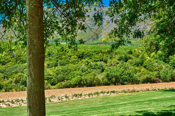An empty forest or field in summer with green bushes and a mountain in the background. Scenic view of nature with a row of flowers growing along a walkway or path, on a private estate or farm land.