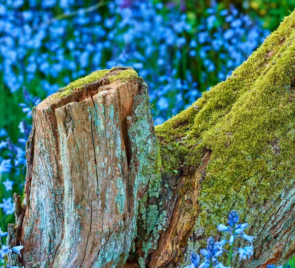 Moosbewachsener Baumstumpf Einem Feld Blauer Blumen Moosbewachsener Morscher Baum Umgeben — Stockfoto