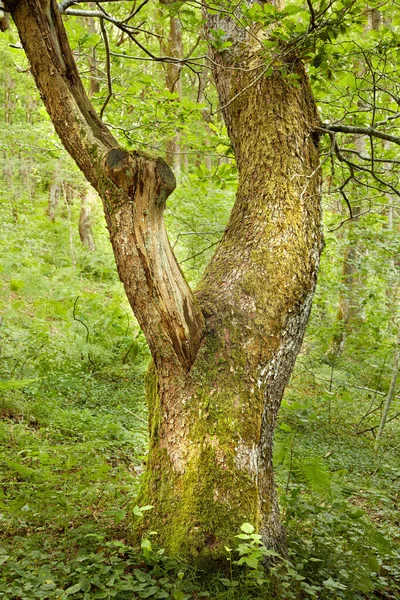 在绿林中的一棵橡树的树干 古老的橡胶树生长在森林的荒原上 一棵长满青苔的树皮和树桩的老树 矗立在无人居住的自然景观中 奇景奇景探险 — 图库照片