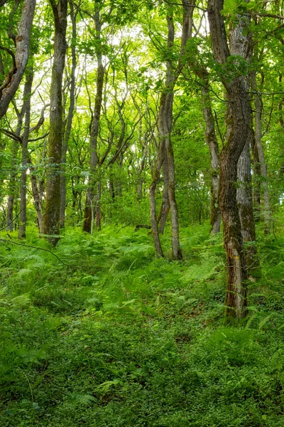 Bosque Verde Brillante Con Follaje Exuberante Día Verano Europa Bosque — Foto de Stock