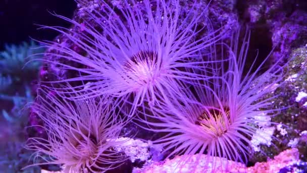 Fioletowe Macki Kwiatowe Tańczące Pod Wodą Rafie Koralowej Żywe Różowe — Wideo stockowe