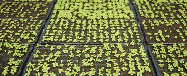 Fortfarande Liv Växter Växer Olika Växter Som Växer Växthusträdgård Plantor — Stockfoto