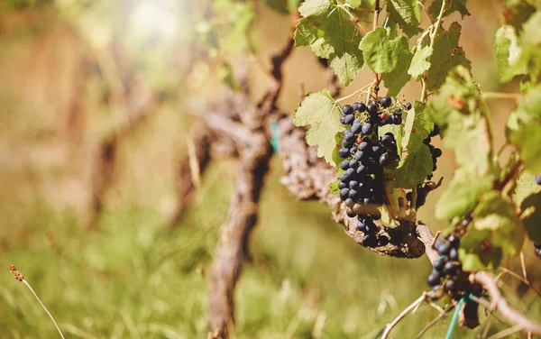 Widok Bliska Kilka Świeżych Dojrzałych Czarnych Winogron Wiszących Winorośli Farmie — Zdjęcie stockowe