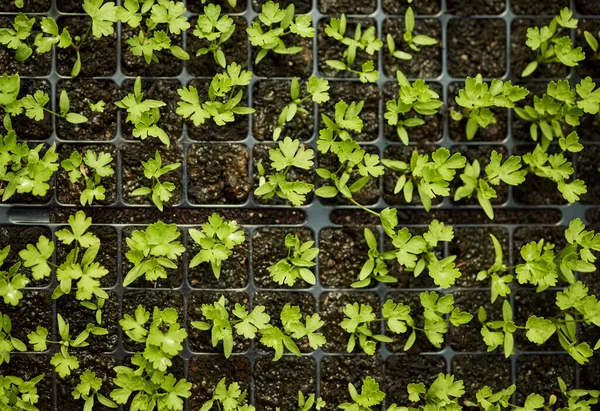 Conservation Growing Herbs Still Life Herbs Growing Various Seedlings Growing — Fotografia de Stock