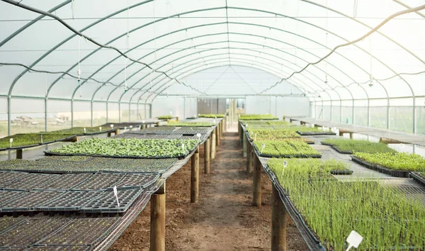 Variety Green Saplings Seedlings Plants Empty Farm Greenhouse Growing Agriculture — Fotografia de Stock