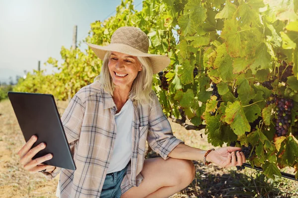 デジタルタブレットを使用しながら ブドウ畑の植物から新鮮な赤ブドウを摘むあるシニア農家 農作物に触れ 夏にワイン農場で生産される高齢女性 農場での収穫のための果物のチェック — ストック写真