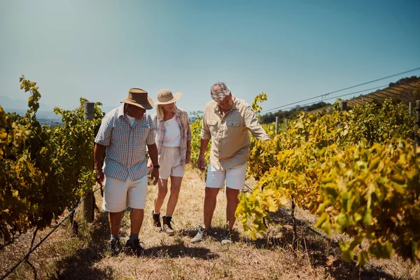 ブドウ畑で話すシニア農家の多様なグループの完全な長さ ワイン農場に立ち 作物を見ている高齢者 農業について話し合い 収穫のために生産する同僚や友人 — ストック写真