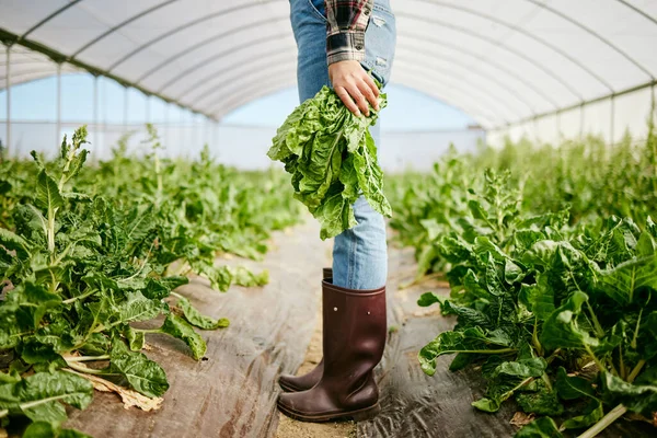 Shot Unrecognizable Farmer Holding Bunch Freshly Harvested Spinach — Fotografia de Stock