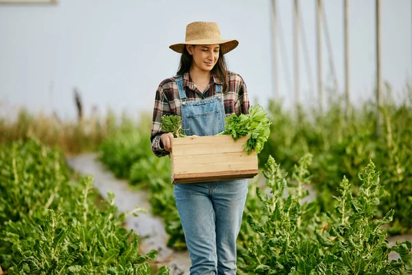 Schot Van Een Jonge Vrouwelijke Boer Met Vers Geoogste Producten — Stockfoto