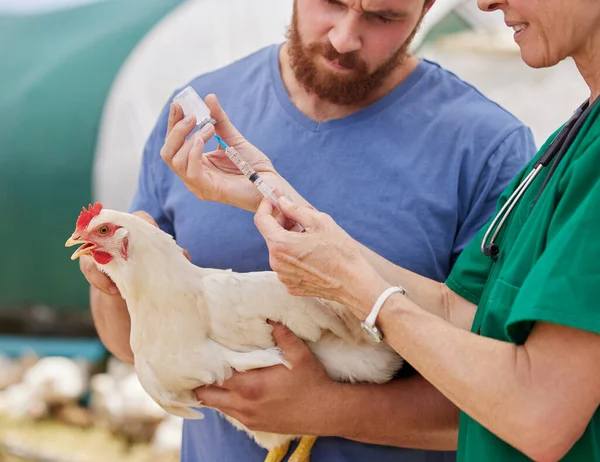 Closeup Shot Veterinarian Giving Injection Chicken Poultry Farm — Fotografia de Stock