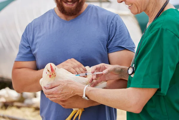 Shot Veterinarian Giving Injection Chicken Poultry Farm — Zdjęcie stockowe