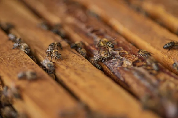 Closeup Shot Beehive — Stock fotografie