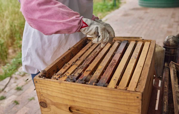 Shot Beekeeper Opening Hive Frame Farm — Stock fotografie