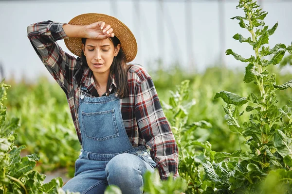 一个年轻貌美的女人在自家农场干活时拍的照片 — 图库照片